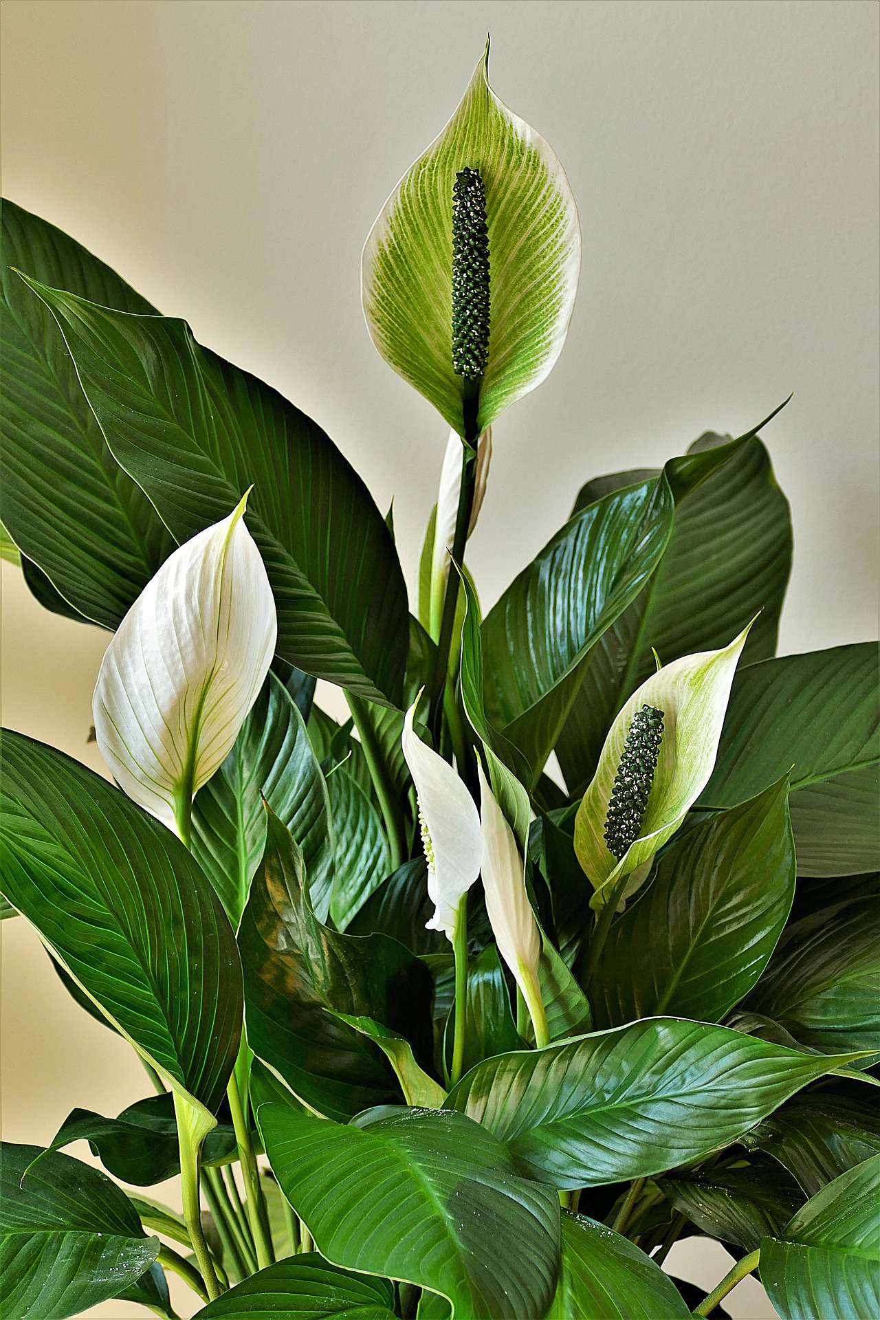 What Temperature For Peace Lily