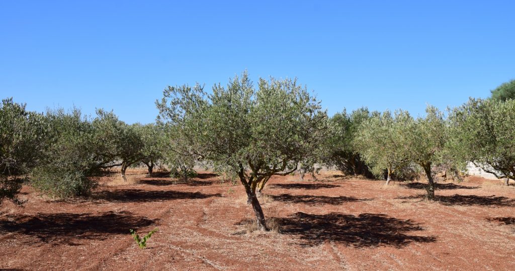5 Best Fertilizer For Olive Trees In December 2021 Reviewed FarmTilling