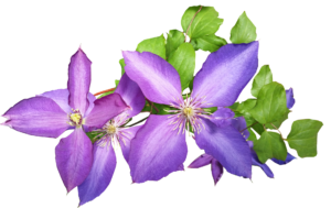 Best Fertilizer For Clematis