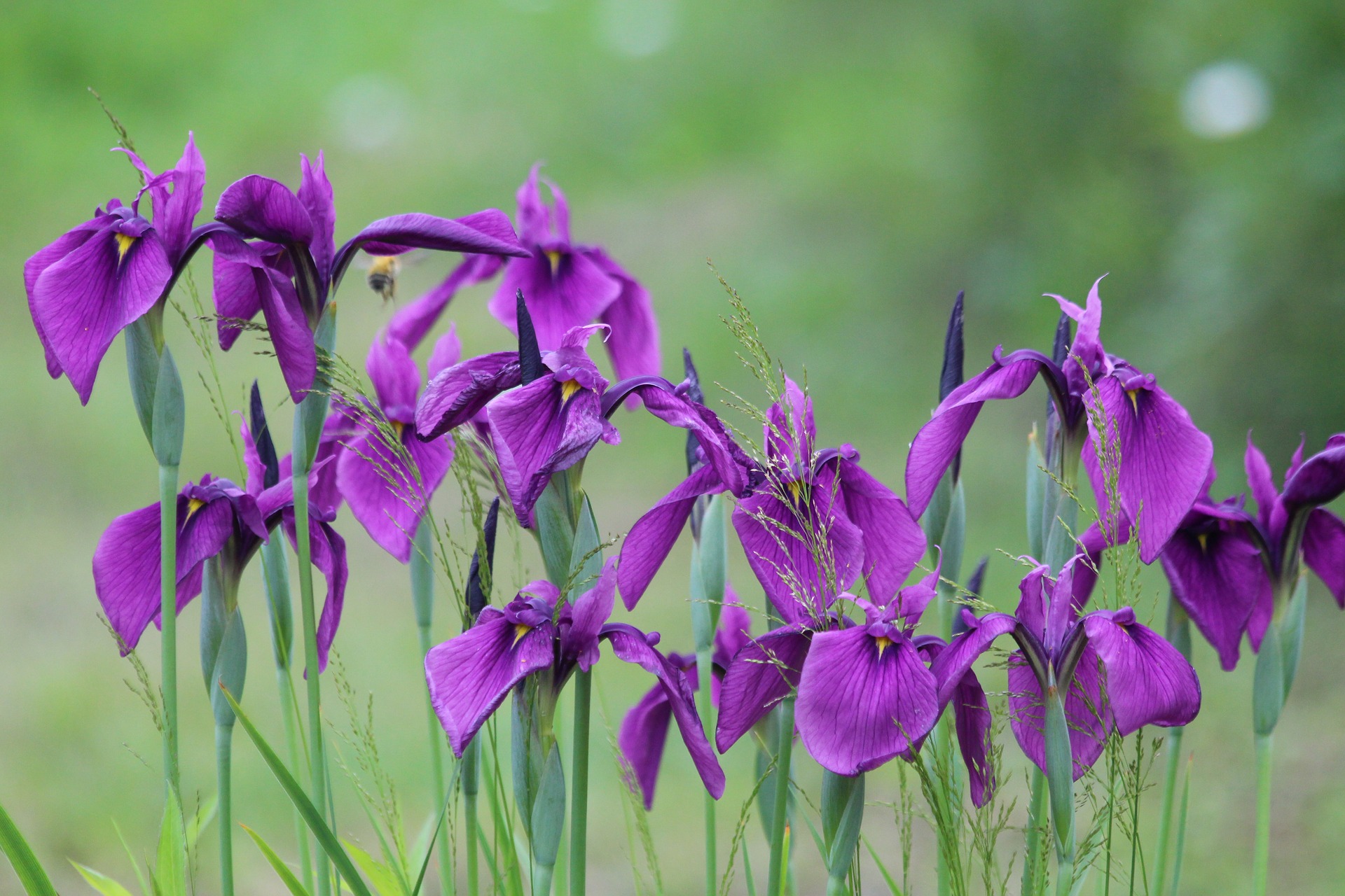 7 Best Fertilizer For Irises In 2021 Reviewed FarmTilling