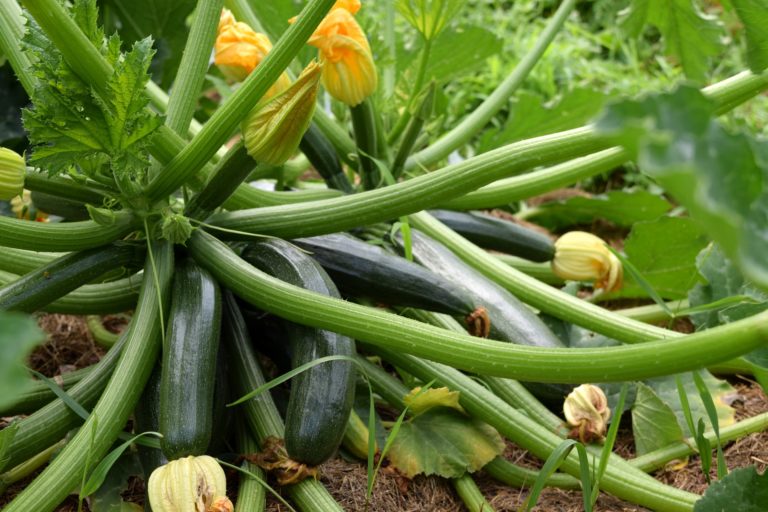 5 Best Fertilizer For Zucchini In 2021 Reviewed FarmTilling