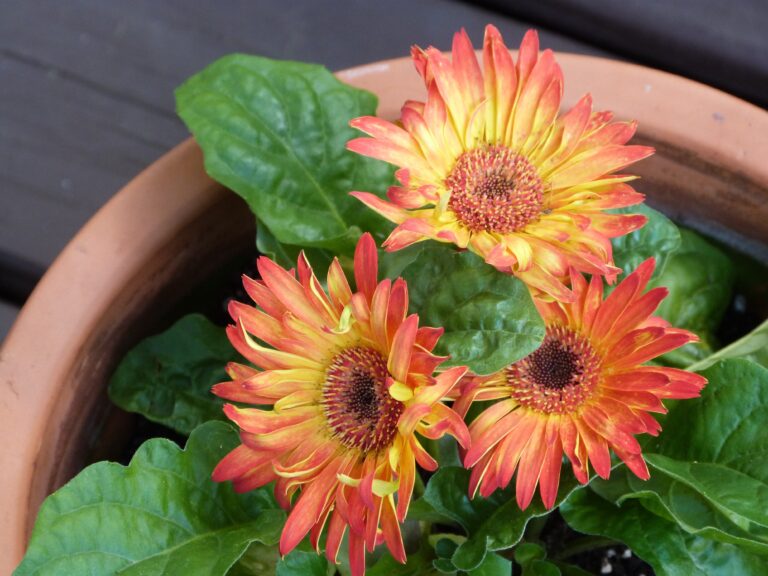 Best Soil For Gerbera Daisies In Reviewed Farmtilling