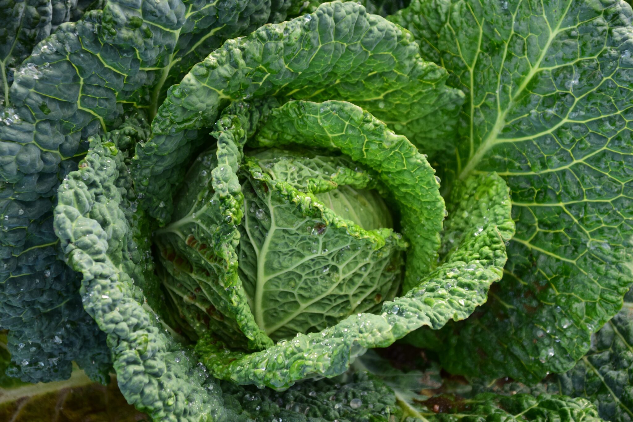 7 Best Fertilizer For Cabbage In December 2021 FarmTilling