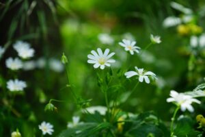 https://www.amazon.com/dp/B00FGPXVPU/?tag=matic08-20 Best Weed Killer For Chickweed
