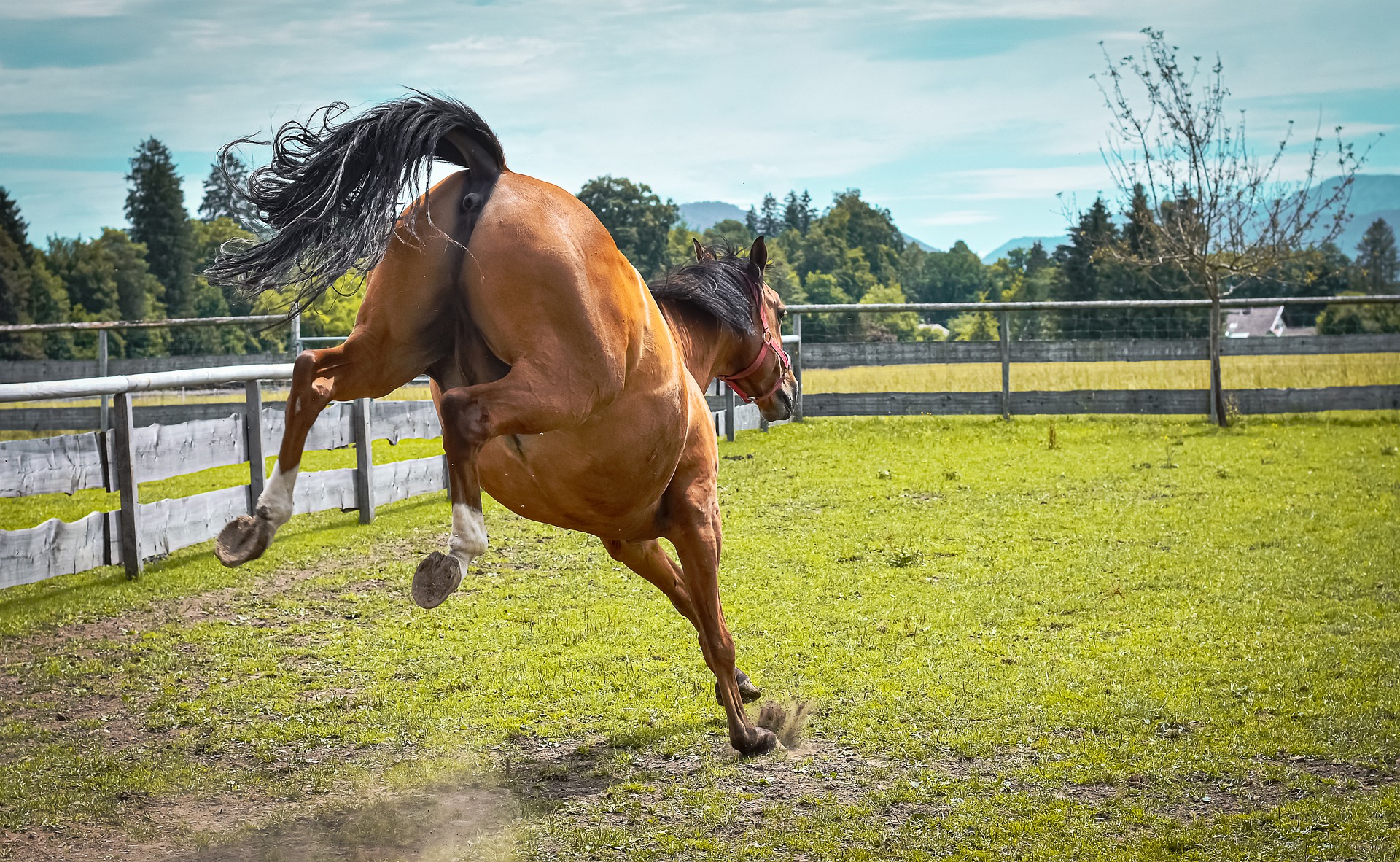 Kill Clover In Horse Pasture