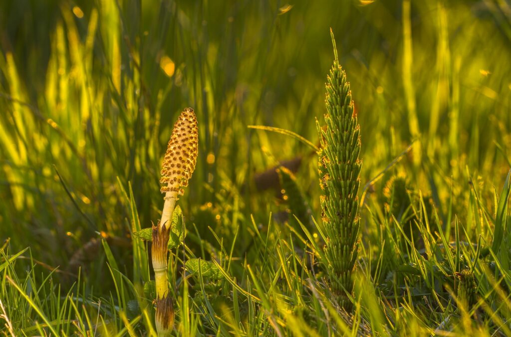 7 Best Weed Killer For Horsetail 2021 FarmTilling