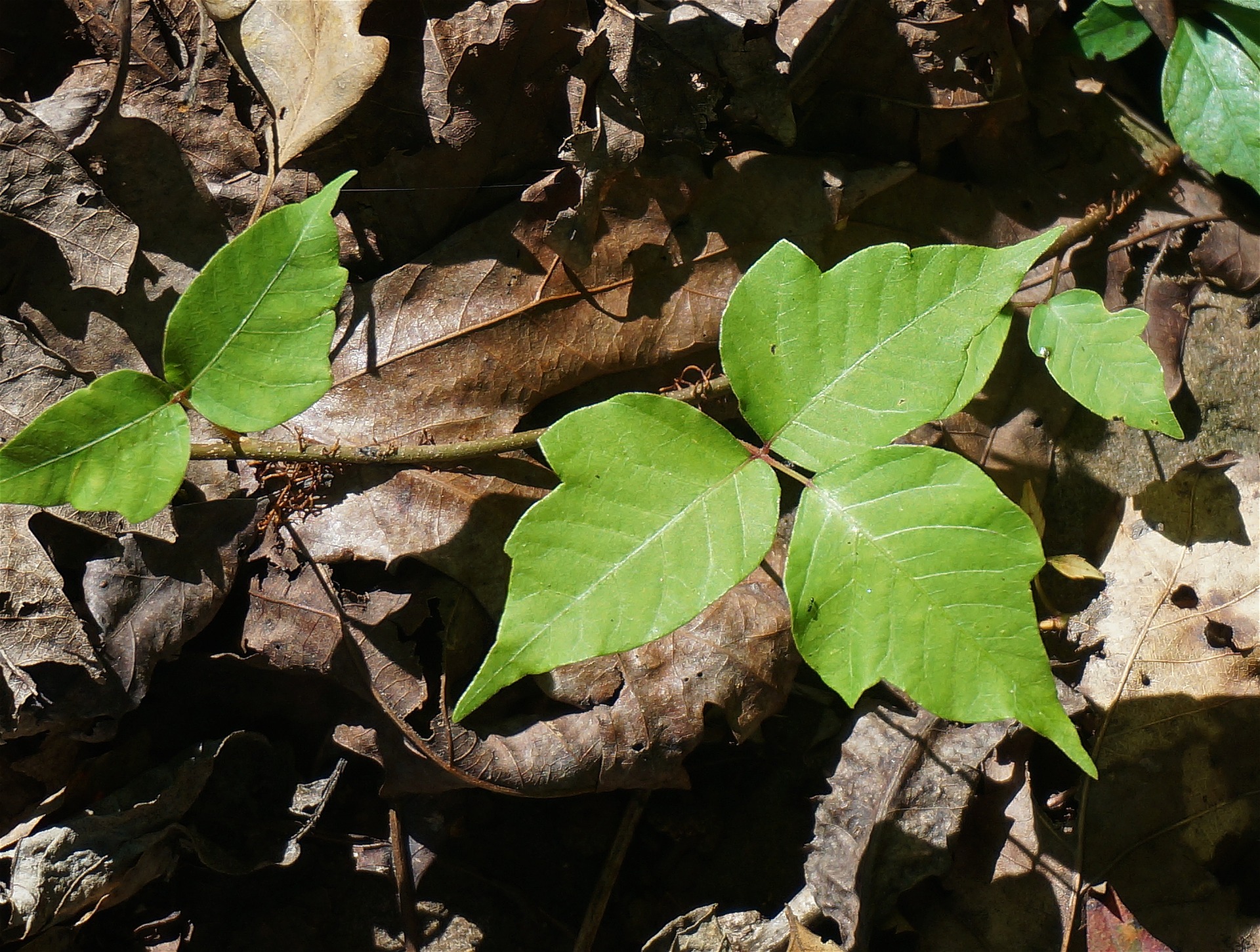 7 Best Weed Killer For Poison Ivy 2021 Reviewed FarmTilling