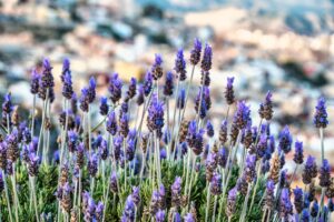 Are Coffee Grounds Good For Lavender Plants