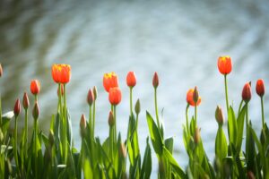 Are Coffee Grounds Good For Tulips