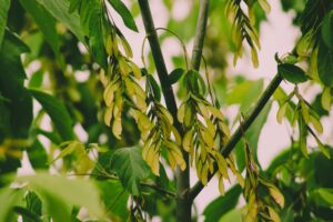 Best Ash Tree Disease Treatment, Symptoms