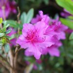 Best Fertilizer For Azaleas