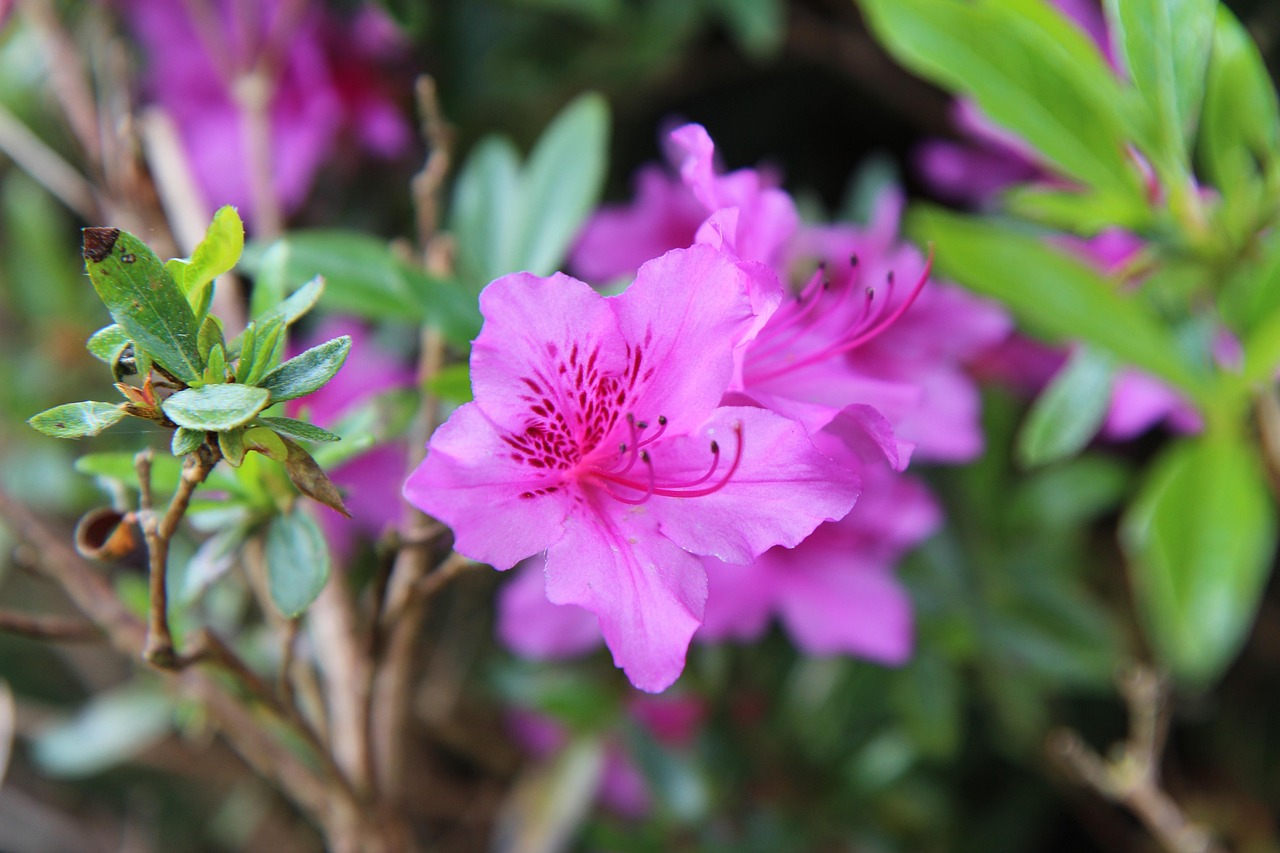 Best Fertilizer For Azaleas