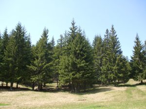 Best Fertilizer For Grass Under Pine Trees