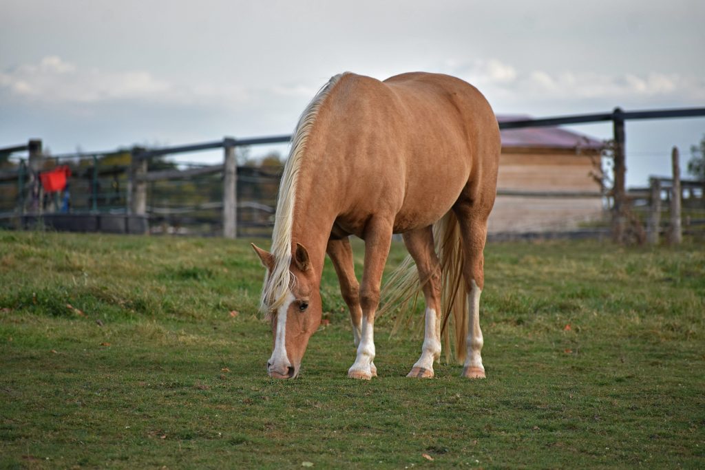 Best Fertilizer For Horse Pastures