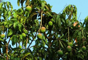 Best Fertilizer For Mango Trees In Florida 