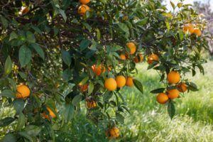 Best Fertilizer For Navel Orange Tree