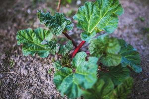 Best Fertilizer For Rhubarb