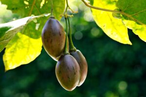  Best Fertilizer For Tree tomato
