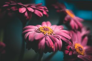 Best Soil For Gerbera Daisies