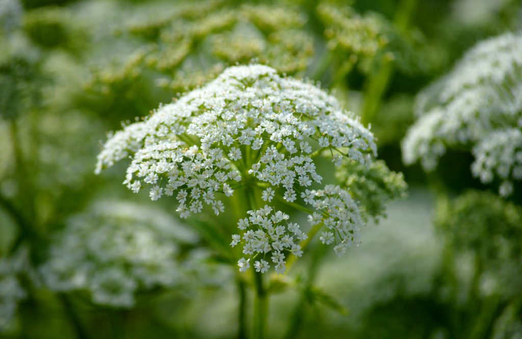 Best Weed Killer For Ground Elder