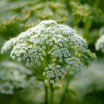 Best Weed Killer For Ground Elder