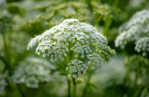  Best Weed Killer For Ground Elder