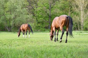 Best Weed Killer For Horse Pasture
