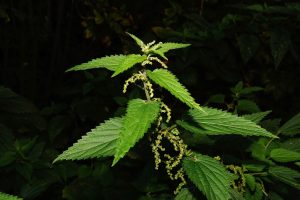 Best Weed Killer For Nettles