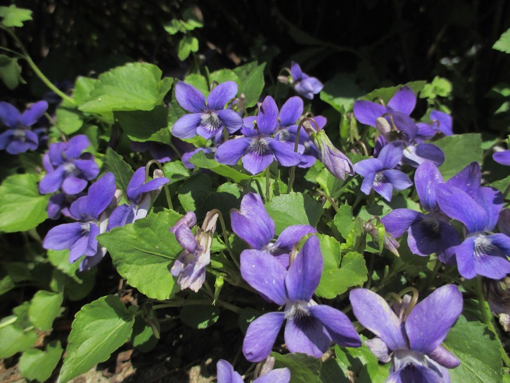 Best Weed Killer For Wild Violets