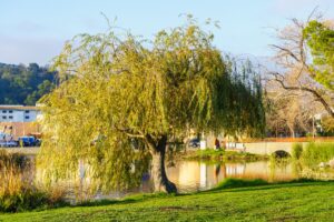 Desert Willow Tree Diseases Treatment