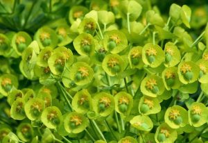 Does Vinegar Kill Spurge