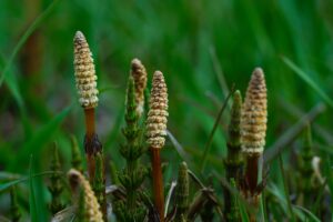 Killing Horsetail With WD-40