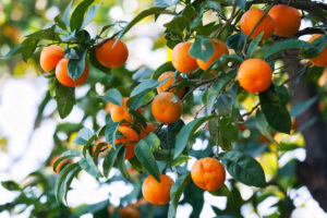 Orange Tree