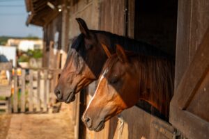 What Is The Recommended Diet For Horses With Ulcers