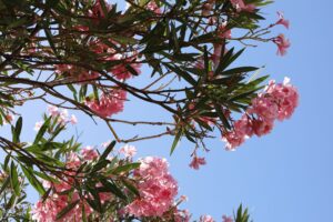Why Is My Desert Willow Not Blooming