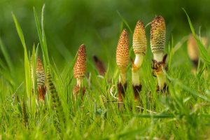 Best Weed Killer For Horsetail