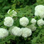 10 Best Fertilizer For Viburnum