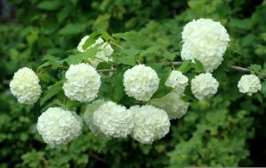 Best Fertilizer For Viburnum