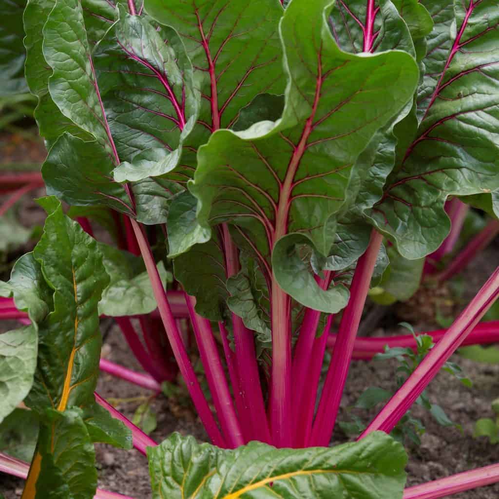 7 Best Fertilizer For Beetroot Of 2022 Reviewed FarmTilling