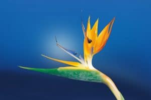 Best Fertilizer For Bird Of Paradise