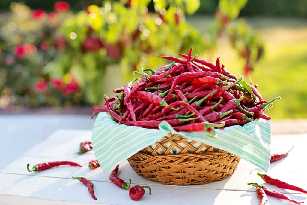 7 Best Fertilizer For Hot Peppers 2023 Reviewed FarmTilling