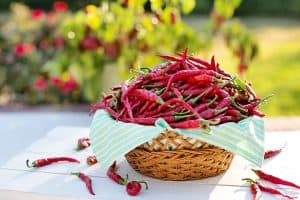 Best Fertilizer For Hot Peppers 