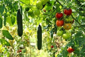 Best Trellis For Cucumbers