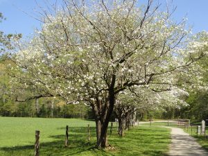 Best Fertilizer For Dogwood Trees