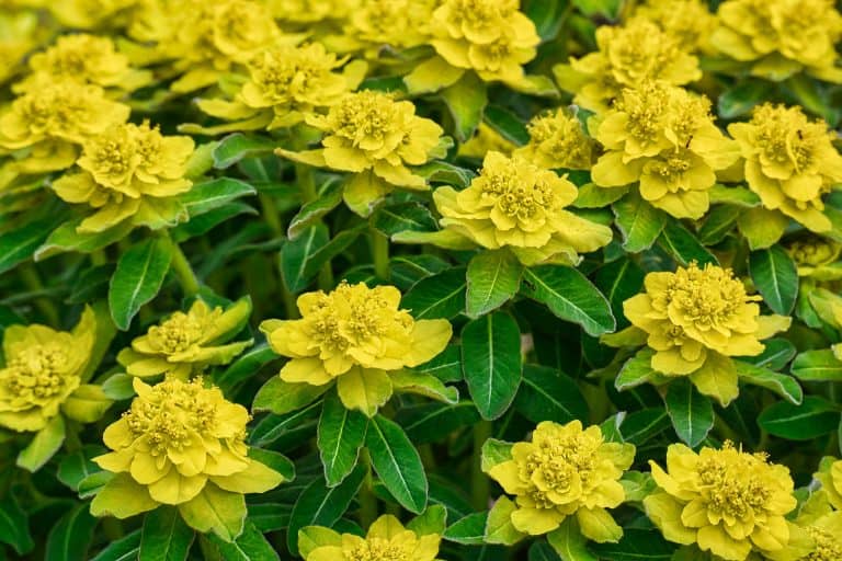 7 Best Weed Killer For Spurge In 2023 Reviewed FarmTilling