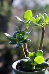 Best Fertilizer For Jade Plant