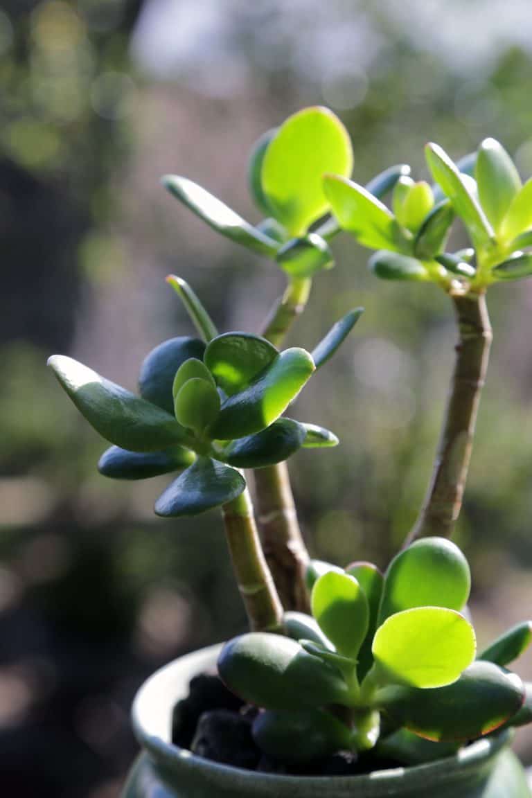 7 Best Fertilizer For Jade Plant 2023 Reviewed FarmTilling