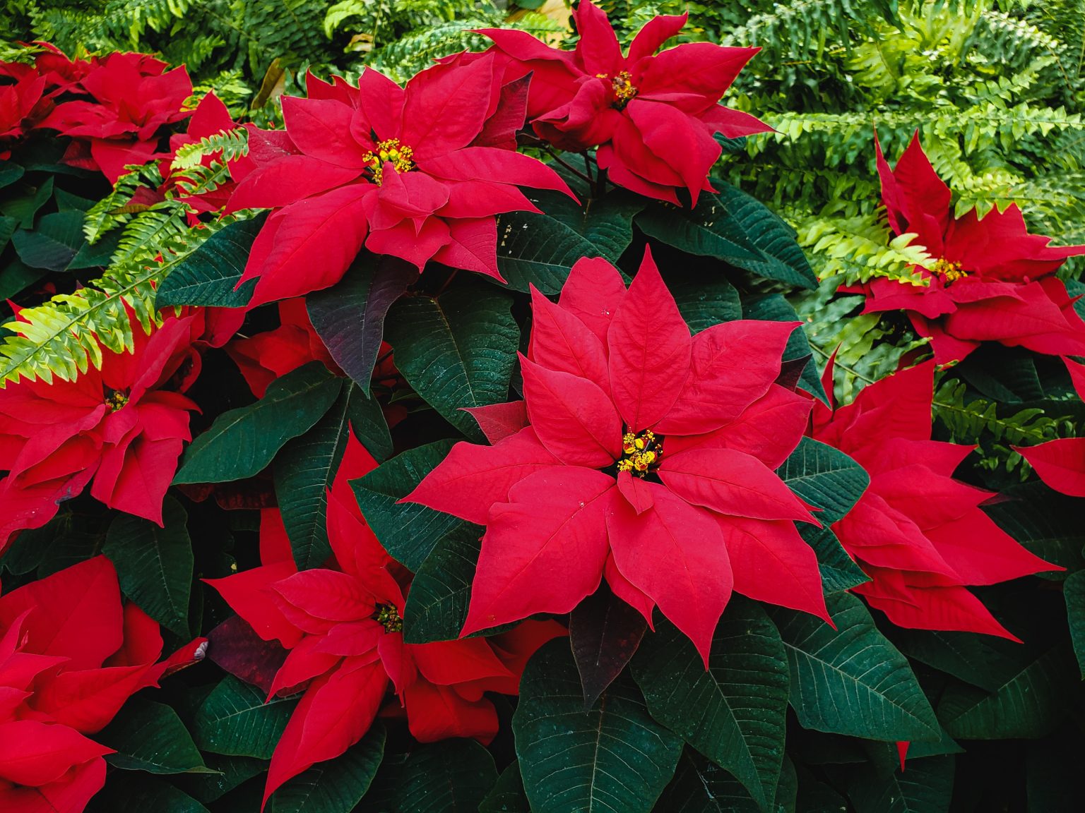 7-best-fertilizer-for-poinsettia-2022-farmtilling