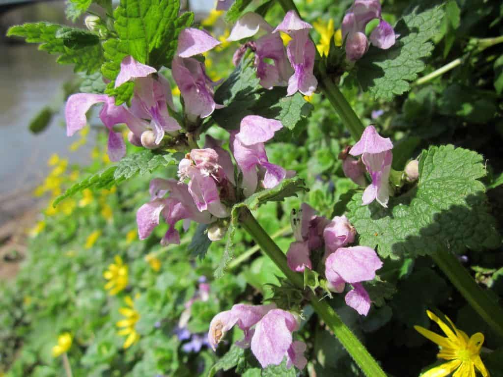 Best Weed Killer For Henbit