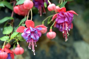 Best Fertilizer For Fuchsia